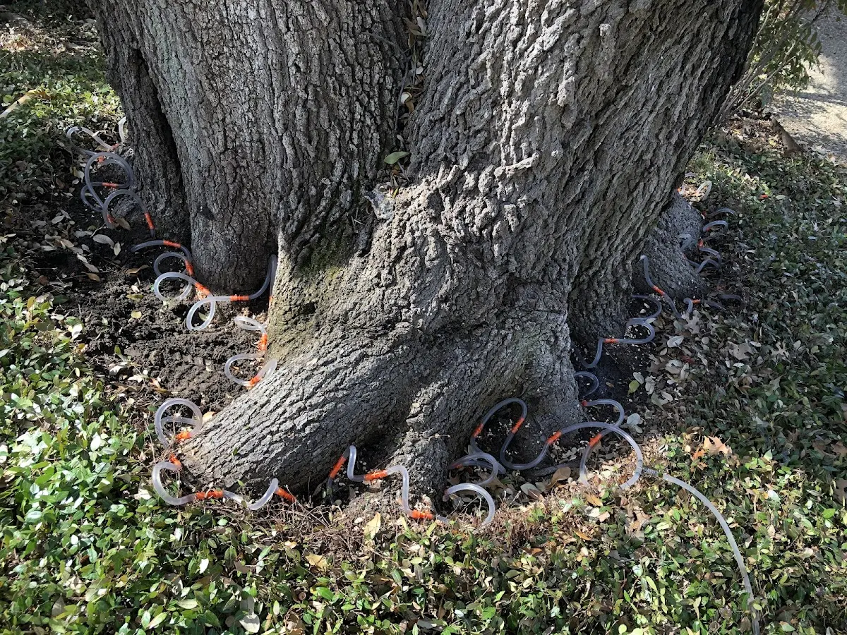 Detailed Tree Cabling and Bracing job site in Rexford